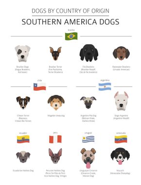 Ülke-in başlangıç köpekler. Latin Amerika köpek ırkları. Infographic şablonu. Vektör çizim