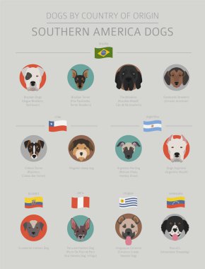 Dogs by country of origin. Latin american dog breeds. Infographic template. Vector illustration clipart