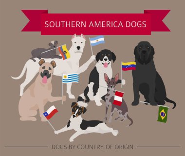 Ülke-in başlangıç köpekler. Latin Amerika köpek ırkları. Infographic şablonu. Vektör çizim