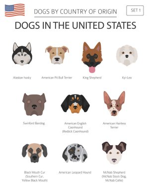 Amerika Birleşik Devletleri'nde köpekler. Amerikan köpek doğurmak. Infographic şablonu. Vektör çizim