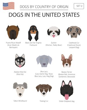 Amerika Birleşik Devletleri'nde köpekler. Amerikan köpek doğurmak. Infographic şablonu. Vektör çizim