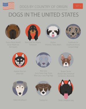 Amerika Birleşik Devletleri'nde köpekler. Amerikan köpek doğurmak. Infographic şablonu. Vektör çizim