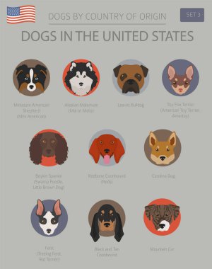 Amerika Birleşik Devletleri'nde köpekler. Amerikan köpek doğurmak. Infographic şablonu. Vektör çizim