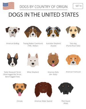 Amerika Birleşik Devletleri'nde köpekler. Amerikan köpek doğurmak. Infographic şablonu. Vektör çizim