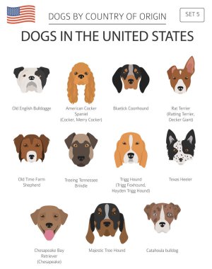 Amerika Birleşik Devletleri'nde köpekler. Amerikan köpek doğurmak. Infographic şablonu. Vektör çizim