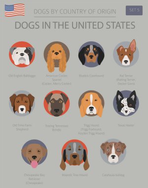 Amerika Birleşik Devletleri'nde köpekler. Amerikan köpek doğurmak. Infographic şablonu. Vektör çizim