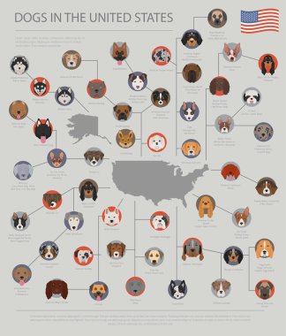 Amerika Birleşik Devletleri'nde köpekler. Amerikan köpek doğurmak. Infographic şablonu. Vektör çizim