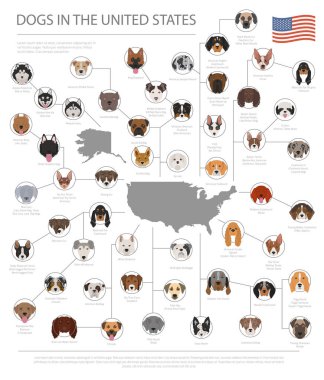 Amerika Birleşik Devletleri'nde köpekler. Amerikan köpek doğurmak. Infographic şablonu. Vektör çizim