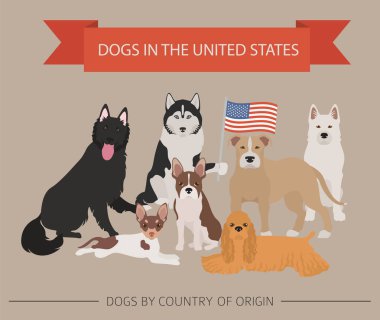 Amerika Birleşik Devletleri'nde köpekler. Amerikan köpek doğurmak. Infographic şablonu. Vektör çizim