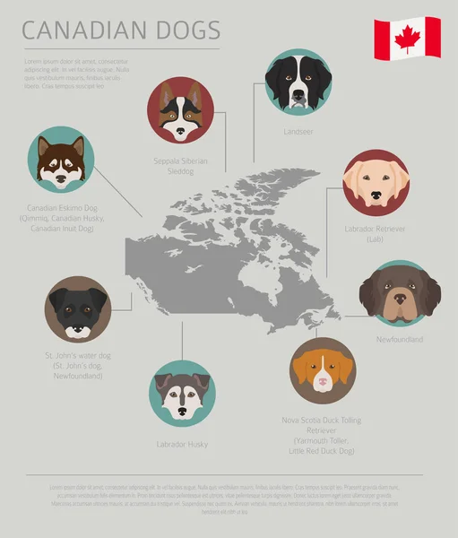 근원의 강아지입니다 캐나다 품종입니다 Infographic 템플릿입니다 일러스트 — 스톡 벡터
