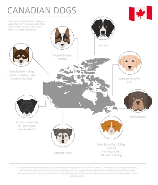 Dogs Country Origin Canadian Dog Breeds Infographic Template Vector Illustration — Stock Vector