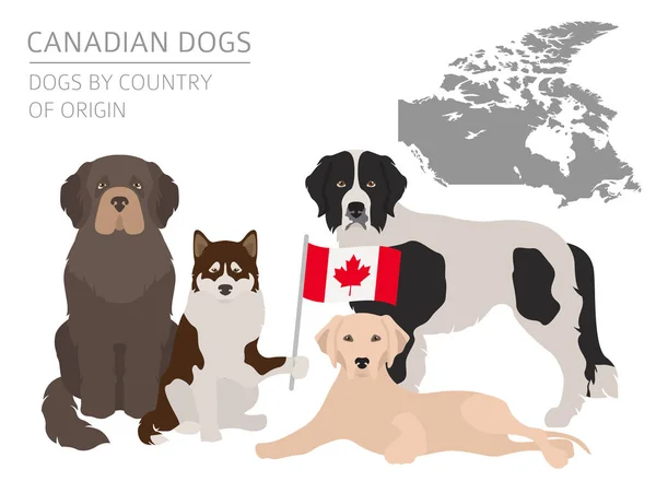 Perros Por País Origen Razas Perros Canadienses Plantilla Infográfica Ilustración — Archivo Imágenes Vectoriales
