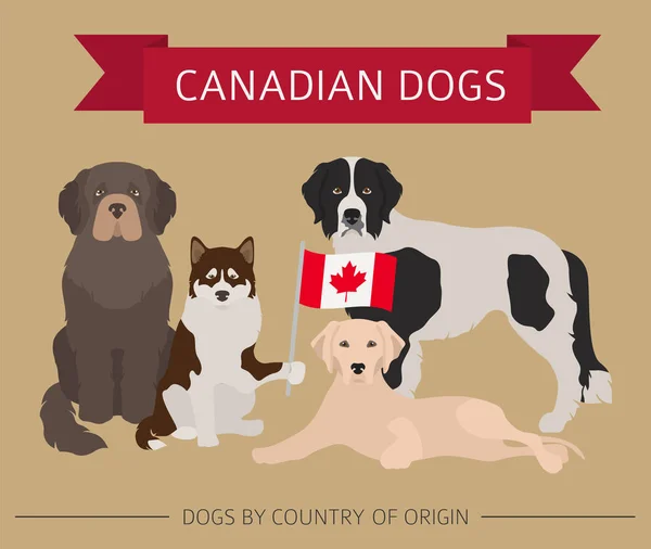 Perros Por País Origen Razas Perros Canadienses Plantilla Infográfica Ilustración — Archivo Imágenes Vectoriales