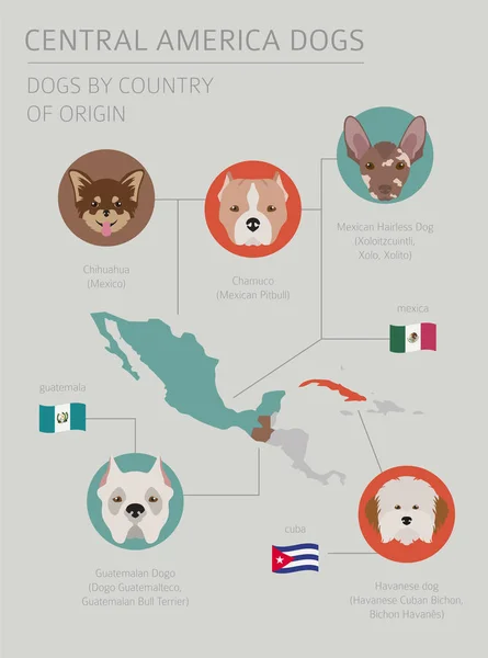 Psy Według Kraju Pochodzenia Latin American Ras Psów Infografika Szablonu — Wektor stockowy