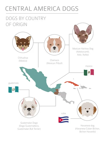 Собаки Странам Происхождения Латиноамериканские Породы Собак Инфографический Шаблон Векторная Иллюстрация — стоковый вектор