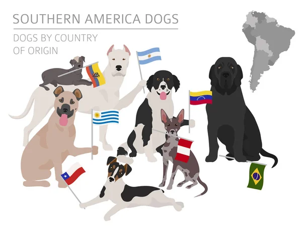 Chiens Par Pays Origine Chiens Races Latino Américaines Modèle Infographie — Image vectorielle