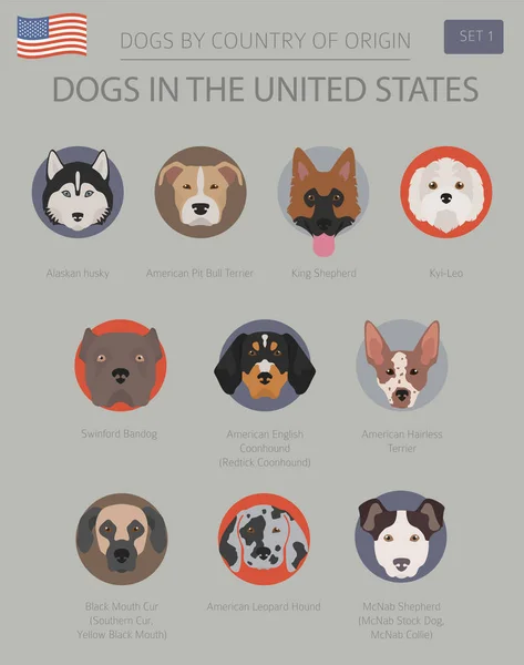 Cães Nos Estados Unidos Raças Cães Americanos Modelo Infográfico Ilustração —  Vetores de Stock