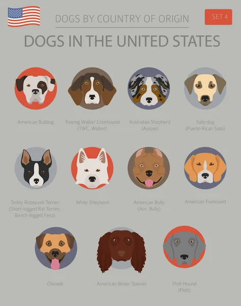 Perros Los Estados Unidos Razas Perros Americanos Plantilla Infográfica Ilustración — Archivo Imágenes Vectoriales