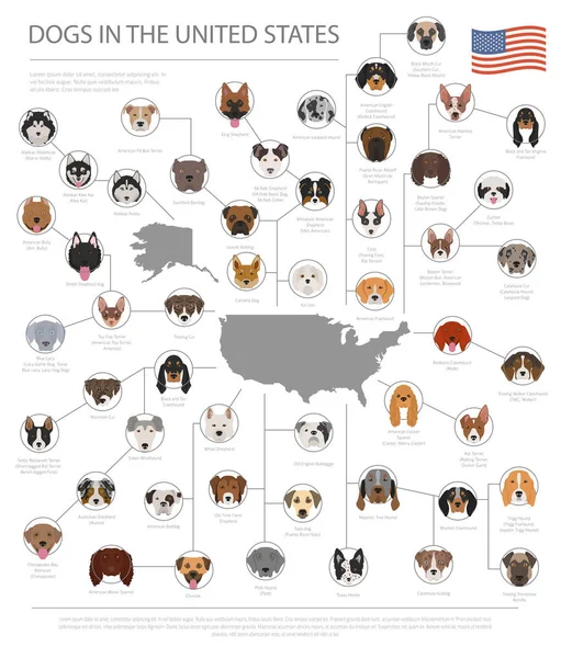 米国の犬 アメリカの犬の品種 インフォ グラフィック テンプレート ベクトル図 — ストックベクタ
