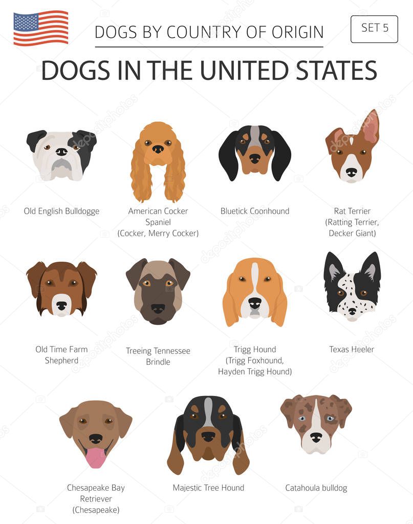 Dogs in the United States. American dog breeds. Infographic template. Vector illustration
