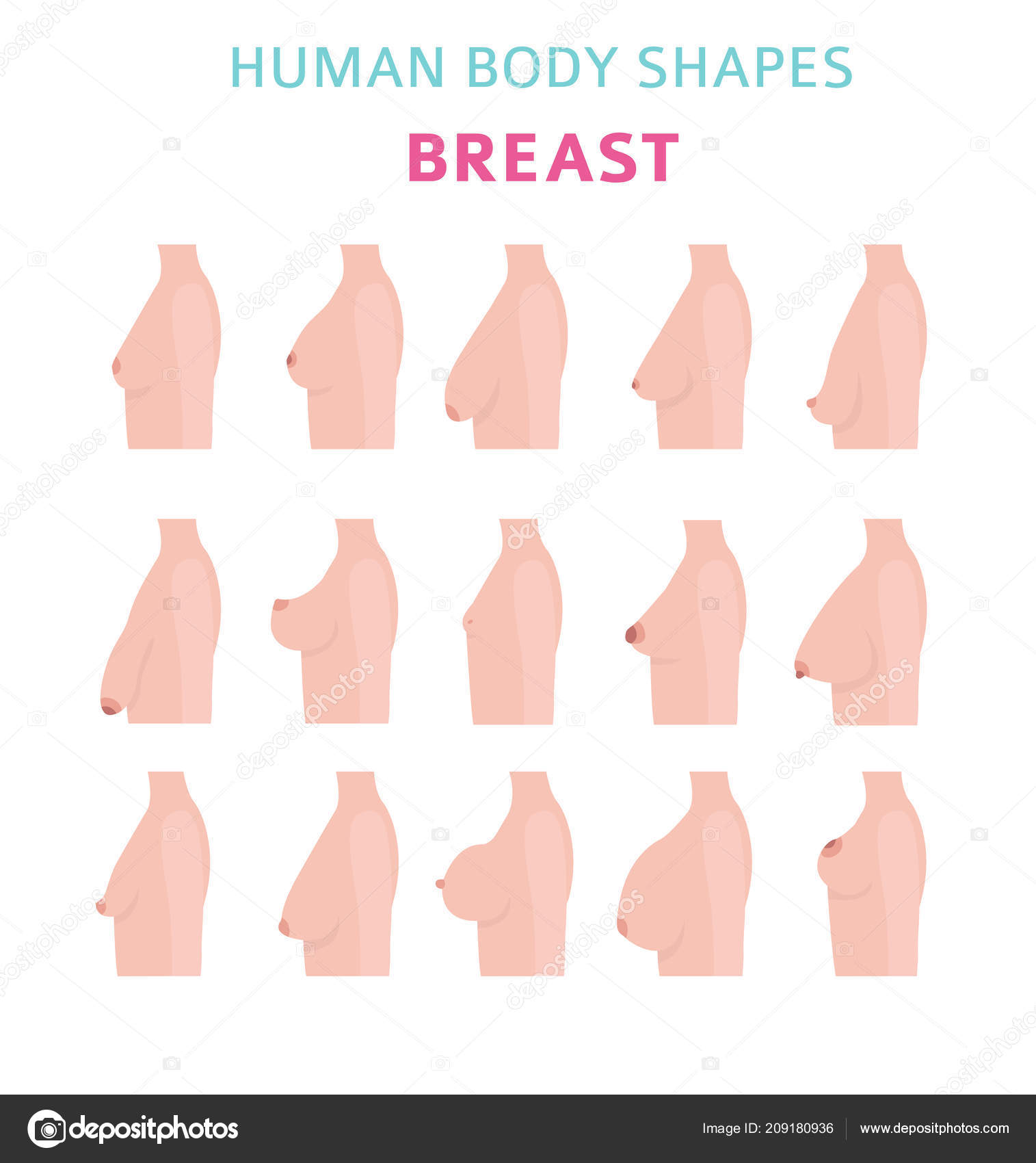 Human Body Shapes Woman Breast Form Set Vector Illustration Stock Vector by  ©A7880S 209180936