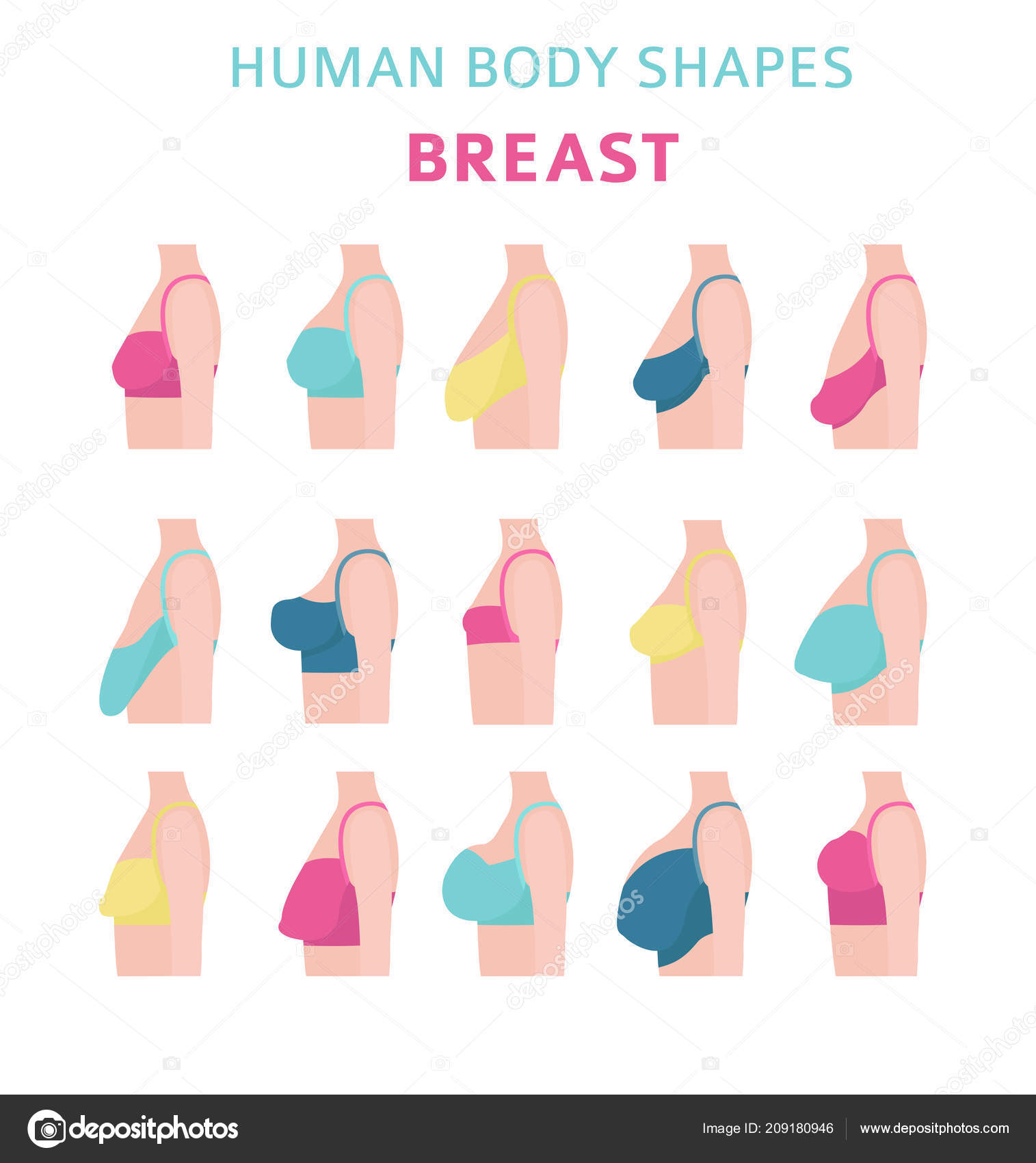 Human Body Shapes Woman Breast Form Set Bra Types Vector Stock