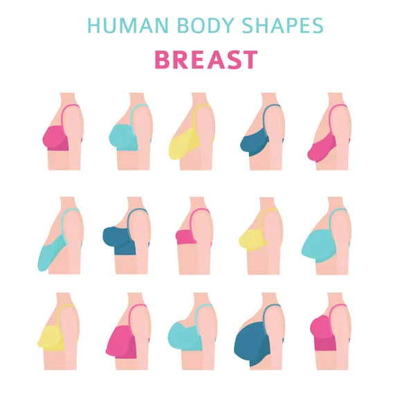 人体形状 妇女乳房形式设置 胸罩类型 矢量插图 — 图库矢量图片