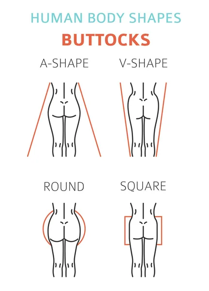 Формы Человеческого Тела Женские Ягодицы Готовы Векторная Иллюстрация — стоковый вектор