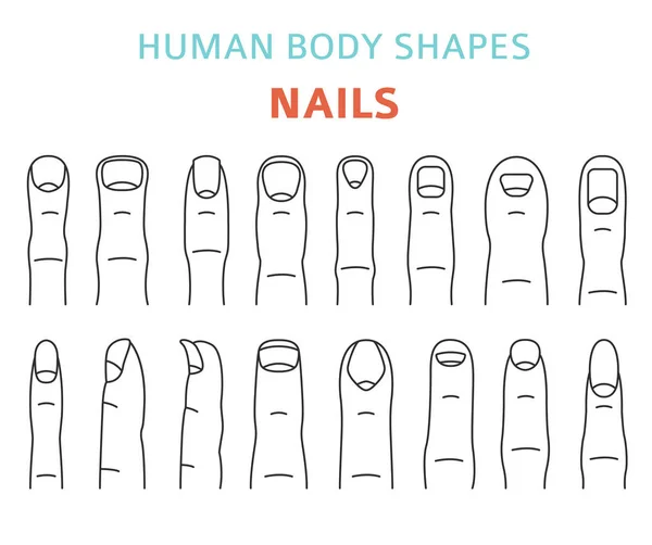 Formas Del Cuerpo Humano Mano Dedos Uñas Tipo Conjunto Ilustración — Vector de stock