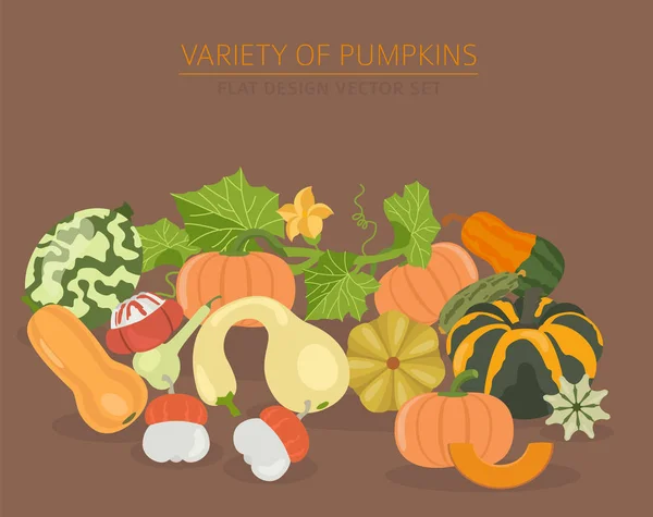 Variety Pumpkins Flat Design Set Vector Illustration — Stock Vector