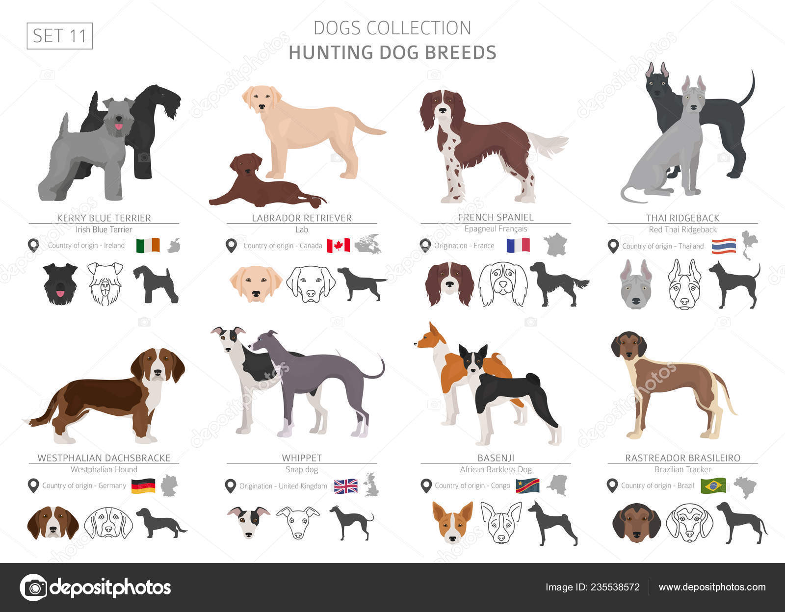 Canadian Hunting Dog