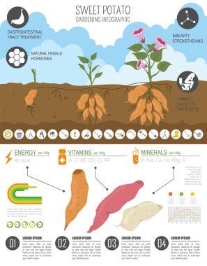 Tatlı patates yararlı özellikleri grafik şablonu. Bahçe, Infographic tarım, nasıl büyür. Düz stil tasarım. Vektör çizim