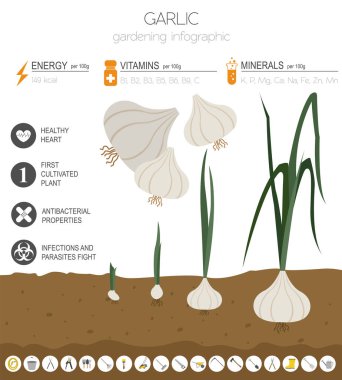 Sarımsak yararlı özellikleri grafik şablonu. Bahçe, Infographic tarım, nasıl büyür. Düz stil tasarım. Vektör çizim