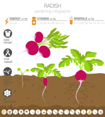 Turp yararlı özellikleri grafik şablonu. Bahçe, Infographic tarım, nasıl büyür. Düz stil tasarım. Vektör çizim
