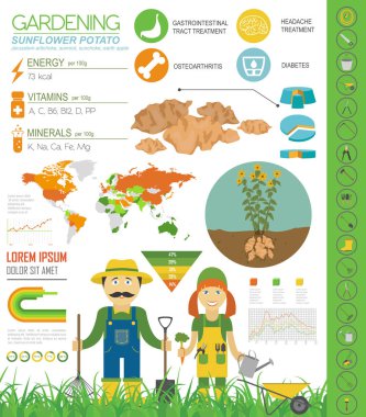 Ayçiçeği patates yararlı özellikleri grafik şablonu. Bahçe, Infographic tarım, nasıl büyür. Düz stil tasarım. Vektör çizim