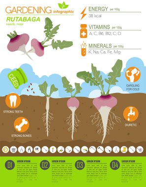 Şalgam yararlı özellikleri grafik şablonu. Bahçe, Infographic tarım, nasıl büyür. Düz stil tasarım. Vektör çizim