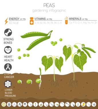Bezelye yararlı özellikleri grafik şablonu. Bahçe, Infographic tarım, nasıl büyür. Düz stil tasarım. Vektör çizim