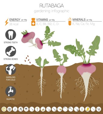 Şalgam yararlı özellikleri grafik şablonu. Bahçe, Infographic tarım, nasıl büyür. Düz stil tasarım. Vektör çizim