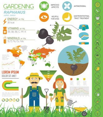 Raphanus faydalı özellikleri grafik şablonu. Bahçe, Infographic tarım, nasıl büyür. Düz stil tasarım. Vektör çizim