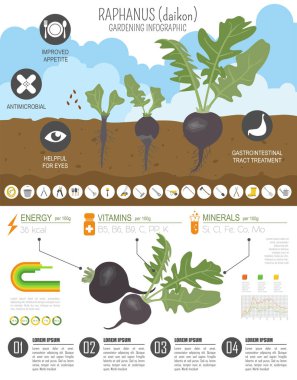 Raphanus faydalı özellikleri grafik şablonu. Bahçe, Infographic tarım, nasıl büyür. Düz stil tasarım. Vektör çizim