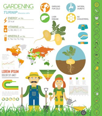 Şalgam yararlı özellikleri grafik şablonu. Bahçe, Infographic tarım, nasıl büyür. Düz stil tasarım. Vektör çizim