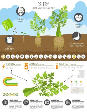Kereviz yararlı özellikleri grafik şablonu. Bahçe, Infographic tarım, nasıl büyür. Düz stil tasarım. Vektör çizim