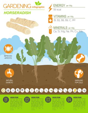 Horseradish yararlı özellikleri grafik şablonu. Bahçe, Infographic tarım, nasıl büyür. Düz stil tasarım. Vektör çizim