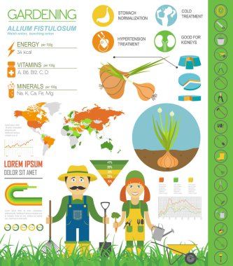 Galli soğan yararlı özellikleri grafik şablonu. Bahçe, Infographic tarım, nasıl büyür. Düz stil tasarım. Vektör çizim