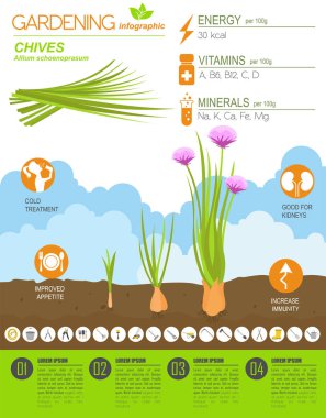 Frenk soğanı soğan yararlı özellikleri grafik şablonu. Bahçe, Infographic tarım, nasıl büyür. Düz stil tasarım. Vektör çizim