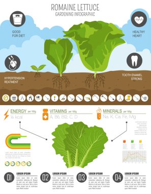 Romanie marul yararlı özellikleri grafik şablonu. Bahçe, Infographic tarım, nasıl büyür. Düz stil tasarım. Vektör çizim