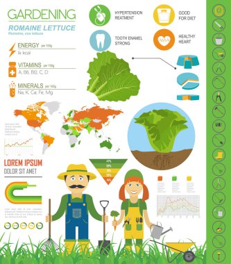 Romanie marul yararlı özellikleri grafik şablonu. Bahçe, Infographic tarım, nasıl büyür. Düz stil tasarım. Vektör çizim