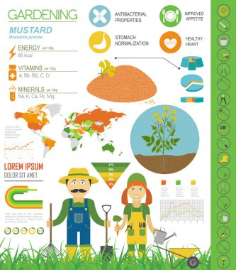 Hardal yararlı özellikleri grafik şablonu. Bahçe, Infographic tarım, nasıl büyür. Düz stil tasarım. Vektör çizim