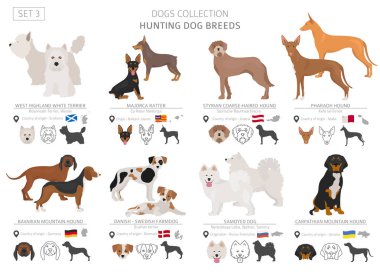 Av köpekleri koleksiyonu üzerinde beyaz izole. Düz stil. Farklı renk ve menşe ülke. Vektör çizim