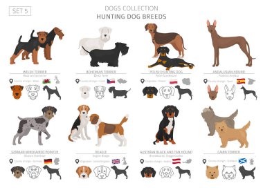 Av köpekleri koleksiyonu üzerinde beyaz izole. Düz stil. Farklı renk ve menşe ülke. Vektör çizim